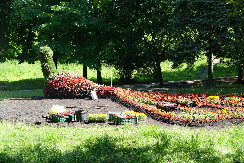  20 tysięcy kwiatów ozdobiło Kielce