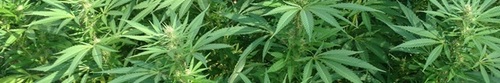 kielce wiadomości Policjanci przerwali narkotykowy proceder – znaleziono marihua