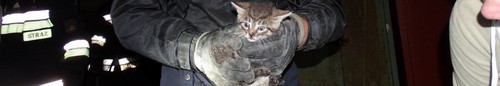 kielce wiadomości Strażacy ratowali w nocy małego kotka (zdjęcia,video) 