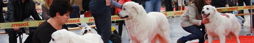 kielce wiadomości Wystawne życie zwierząt, czyli wystawa psów w Kielcach