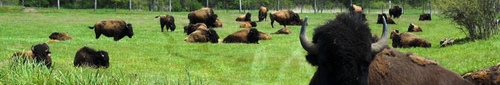kielce wiadomości Kurozwęckie bizony w niebezpieczeństwie (video)