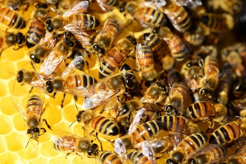 kielce wiadomości Dzień pszczoły w gminie Zagnańsk 