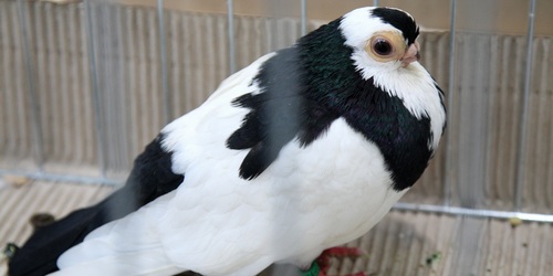 kielce wiadomości Najpiękniejsze gołębie w Targach Kielce