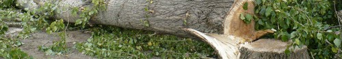 kielce wiadomości Rozpoczęła się wycinka drzew przy alei Tysiąclecia - zdjęcia